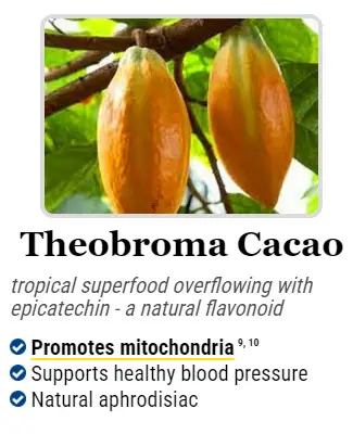 Mitolyn Ingredients theobroma cacao